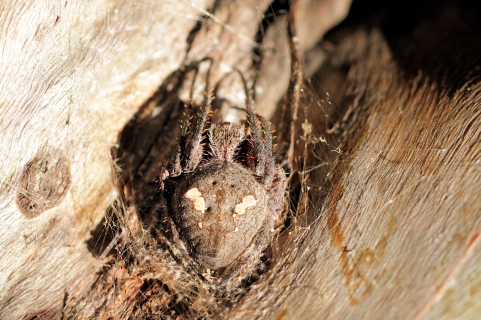 Garden Orb Weaver (Eriophora sp) (Eriophora sp)